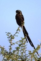 Magpie Shrike - Corvinella melanoleuca