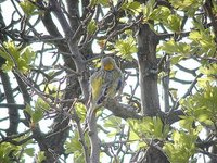 Syrian Serin - Serinus syriacus