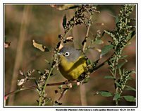 Nashville Warbler - Vermivora ruficapilla