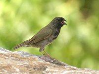 Black-faced Grassquit - Tiaris bicolor