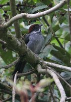 Slaty Brush-Finch - Atlapetes schistaceus