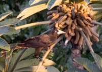 Crested Oropendola - Psarocolius decumanus