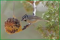 Bridled Titmouse at the George Walker House in Paradise