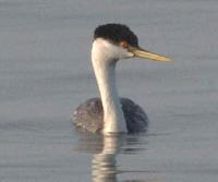 Western Grebe