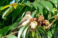 ...ycatcher or Alder Flycatcher - Empidonax trailli or Empidonax alnorum