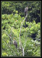 Hoatzin 2