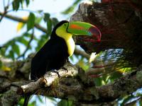 Keel-billed toucan photographed at Tikal, near Temple #4.