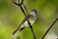 Saffron-crested tyrant-manakin in Suriname