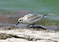 Juv. Sanderling at Modesto STP - 9/08/05 © 2005 Jim Gain