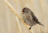 Common Redpoll