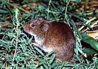 Meadow Vole Microtus pennsylvanicus