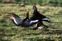 Black Grouse ( Tetrao tetrix )