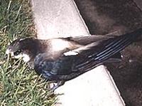 White-throated Needletail.