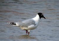 Relict Gull 고대갈메기 Kang-reung, Korea.  2002. 4. 13.