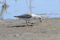 Red-necked Stint