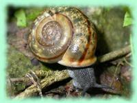 Campylaea illyrica