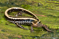 : Eurycea guttolineata; Three-lined Salamander