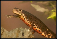 : Lissotriton boscai; Bosca's Newt