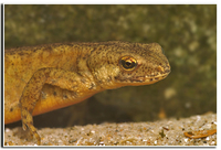 : Lissotriton montandoni; Carpathian Newt