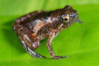 : Microhyla perparva
