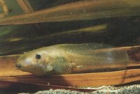: Pelobates fuscus; Common Spadefoot
