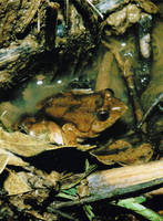 : Phrynobatrachus natalensis; Natal Puddle Frog