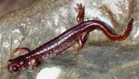 : Rhyacotriton olympicus; Olympic Torrent Salamander