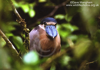 : Cochlearius cochlearius; Boat-billed Heron