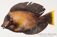 : Acanthurus pyroferus