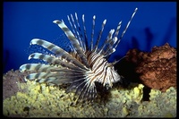 : Pterois volitans; Red Lionfish