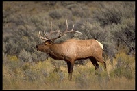 : Cervus elephus; Elk, Wapiti, Red Deer