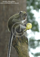 : Macaca fascicularis; Long-tailed Macaque