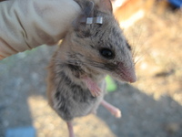 : Peromyscus eremicus; Cactus Mouse