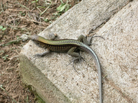 : Ameiva quadrilineata