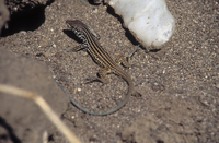 : Cnemidophorus tigris; Western Whiptail