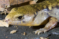 : Cyclodina alani; Robust Skink