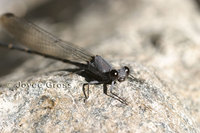 : Argia lugens; Sooty Dancer