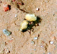 : Dasymutilla satanas