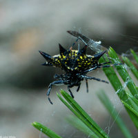 : Gasteracantha elipsoides; Crablike Spiny Orb Weaver