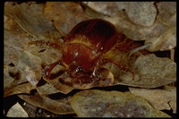 : Pleocoma hoppingi; Rain Beetle