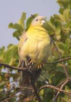 Yellow-footed Green Pigeon (Treron phoenicoptera) 2004. december 28. Bharatpur, Keoladeo Ghana N...