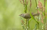 メボソムシクイ 700*453 22K Arctic Warbler Phylloscopus borealis