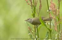 メボソムシクイ 700*453 22K Arctic Warbler Phylloscopus borealis