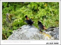 Chaimarrornis leucocephalus White-capped Redstart 白頂溪鴝 078-090