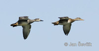 Photo of kopřivka obecná Anas strepera Gadwall Schnatterente