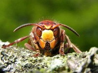 Stor Gedehams (Vespa crabro)