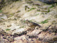 Japanese Skylark (Alauda japonica)