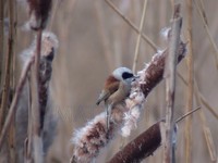 Penduline Tit