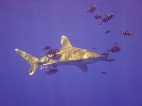 Oceanic White Tip Shark