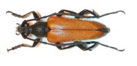 Paracorymbia pallidipennis